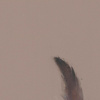 The Feather by Nicky Litchfield, limited edition print, detail