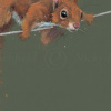 Balancing Act by Nicky Litchfield, limited edition print, detail