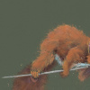 Balancing Act by Nicky Litchfield, limited edition print, detail