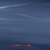 Wild & Free by Jay Nottingham, original painting, detail