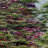 Be Mine by Jay Nottingham, original painting, detail
