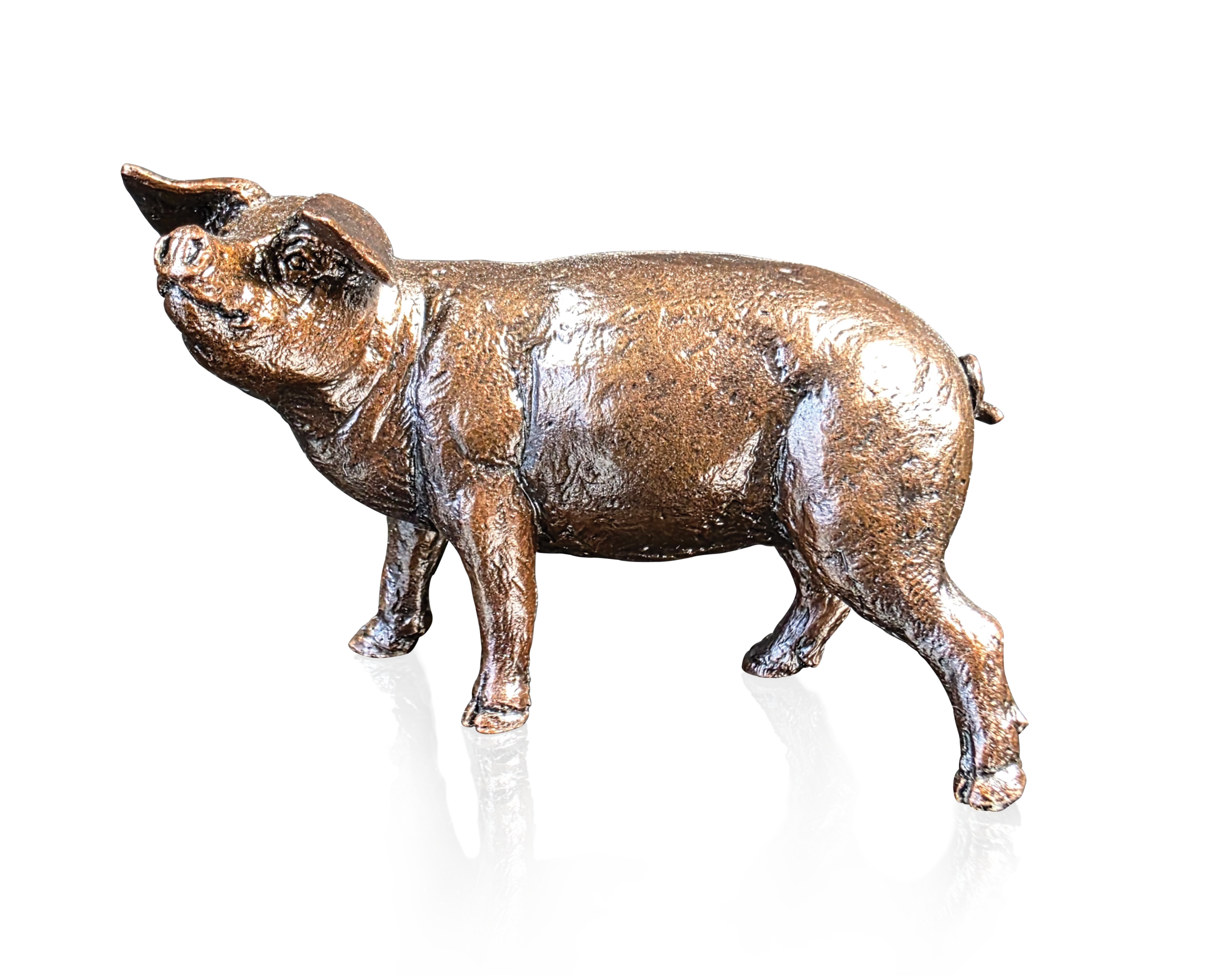 Gloucester Old Spot (1267)