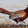 Pheasant, Ash Flash by Ruby Keller, original painting