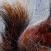 Diana The Squirrel by Ruby Keller, original painting, detail