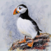 Paola The Puffin by Ruby Keller, original painting