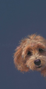 Sneaky Peek, Nicky Litchfield