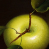 Two Fresh Apples by Ronald Berger, original painting, detail