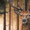 Anthony Dobson — Forest Gaze (Large Artist's Proof) (view 11)