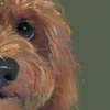 Nicky Litchfield — The Look... (view 13)