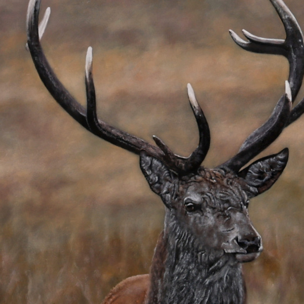 Stephen Park — Alert Stag (view 11)