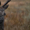 Stephen Park — Alert Stag (view 12)