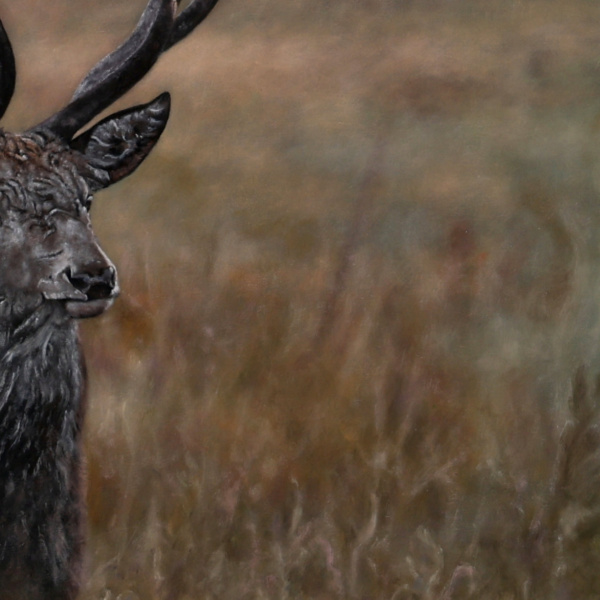 Stephen Park — Alert Stag (view 12)