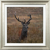 Stephen Park — Alert Stag