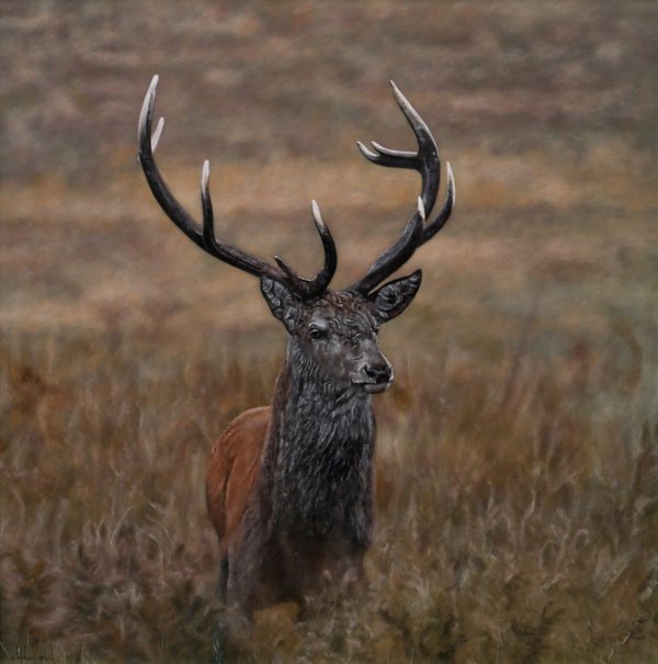 Stephen Park — Alert Stag (view 9)