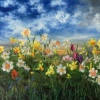 Kimberley Harris — Spring (framed)