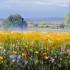 Allan Morgan — Brigth Countryside Day (view 13)