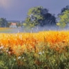 Allan Morgan — Golden Fields (view 3)